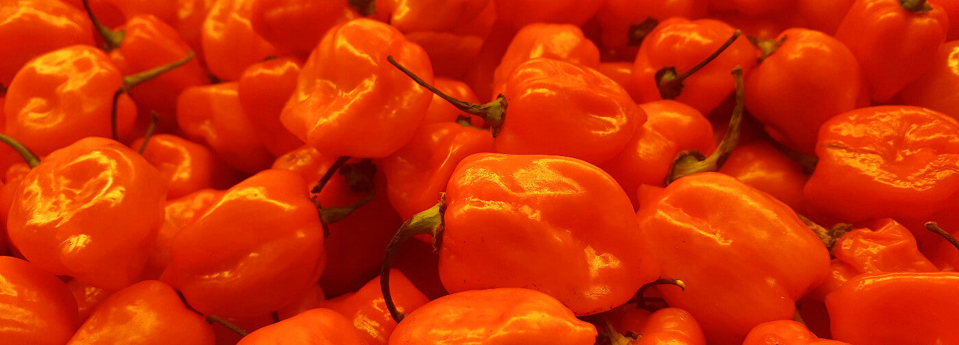 Perfect for Hot Sauce Habanero ChilliBOM